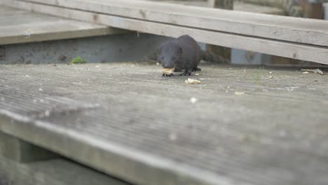 Brash-wild-mink-comes-out-of-cover-and-grabs-bread-SLOW-MOTION