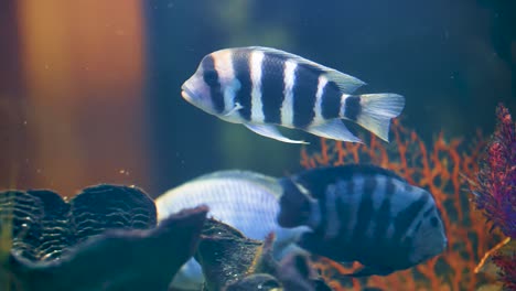 Close-shot-of-fishes-swimming-in-an-domestic-aquarium
