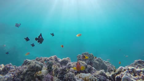 Ein-Unterwasservideo-Von-Anemonenfischen,-Die-Im-Tropischen-Wasser-Herumschwimmen,-Durch-Das-Die-Sonnenstrahlen-Flackern