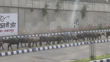 Buffalo-moving-in-from-of-Swatch-Bharat-Poster-by-the-road-side
