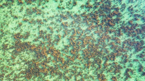 Korallenriff-Unter-Hellem-Azurblauem-Wasser,-Abstrakte-Meeresstruktur