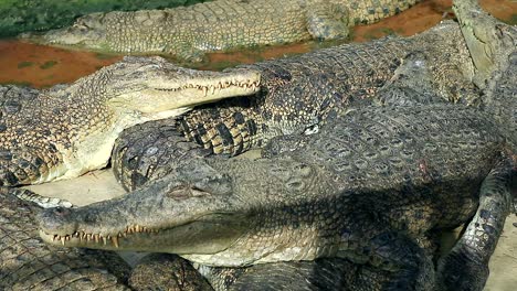 crocodile-breeding-grounds-in-the-morning
