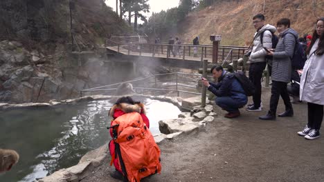 Tourists-Observing-And-Taking-Photos-Of-Japanese-Snow-Monkeys-In-Jigokudani-Park-Nagano-Japan---wide-shot