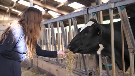 A-young-woman-with-dark,-brown-hair-is-feeding-a-black-and-white-cow-with-some-hay