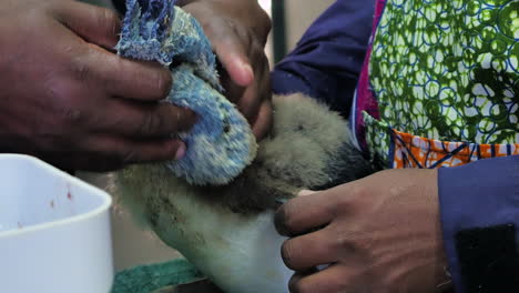 Feeding-anchovies-to-rescued-African-penguin-chick-at-rehab-centre,-close-up-side-view,-South-Africa