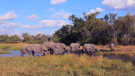 Elephant-herd-enjoys-the-cool-water-in-Botswana's-Okavango-Delta