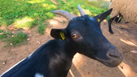 Black-goat-stuffed-nose-video-camera