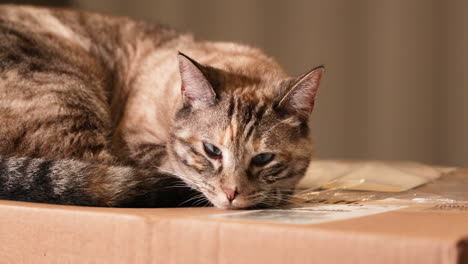 Katze-Versucht-Oben-Auf-Der-Pappschachtel-Zu-Schlafen-–-Nahaufnahme