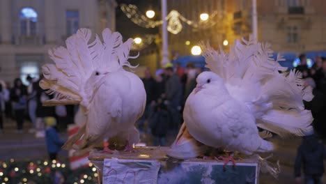 Zwei-Weiß-Dressierte-Tauben-Saßen-Nachts-In-Der-Stadt