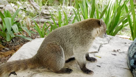 Coati-looking-for-food-from-Tourists-at-the-Tulum-Ruins-in-Mexico