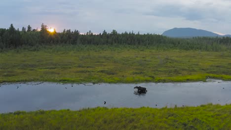 Moose-traversing-shallow-stream-in-wilderness-during-Golden-hour