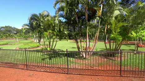 Driving-next-to-palm-plantation-with-mowed-green-grass-surrounded-with-wooden-fence