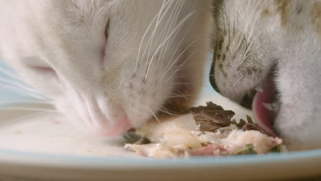 Two-cute-cats-lick-and-eat-food-on-plate,-60fps,-macro