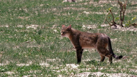 Afrikanische-Wildkatze,-Die-In-Der-Heißen-Sonne-über-Ein-Offenes-Feld-Schleicht-Und-Nach-Nahrung-Sucht