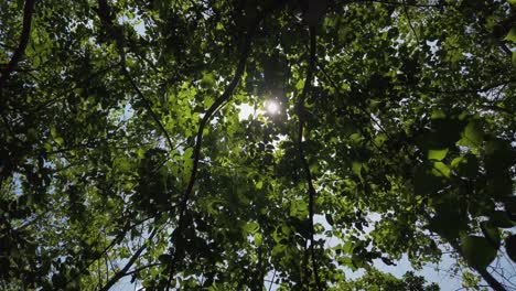 Looking-up-at-beautiful-bright-white-sun-and-rays-shining-between-green-leaves-of-trees-in-forest,-handheld-low-vantage