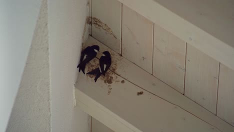 Long-clip-of-two-swallows-which-are-sitting-under-a-wooden-roof-of-a-white-house-and-try-to-build-up-a-nest-for-it's-offspring