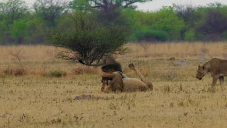 Männliche-Löwen-Kämpfen-Tagsüber-Auf-Dem-Gras-Mit-Einer-Löwin,-Die-In-Botswana-Herumläuft