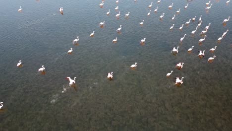 Beautiful-Pink-Flamingos-Wading-In-A-Shallow-Coastal-Waters-In-Vendicari,-Sicily---Drone-Shot