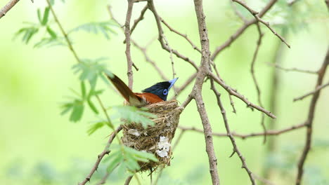 Paradise-Flycatcher-female-checks-out-her-newly-built-nest-from-out-and-then-sits-and-check-it-in-India