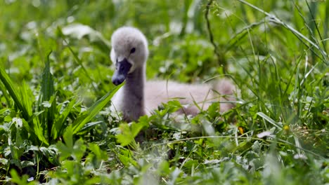Baby-swan-on-pasture-eating-plants-during-beautiful-summertime-in-nature,close-up