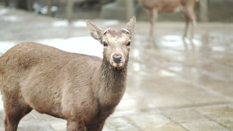Junge-Hirsche-Stehen-Und-Durchnässt-Im-Regen-Auf-Der-Straße-Im-Nara-Park,-Nara,-Japan