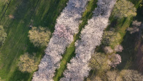 Rotierende-Luftaufnahme-Von-Oben-Nach-Unten-Auf-Weiße-Und-Rosa-Kirschblütenbäume,-Die-Bei-Sonnenuntergang-In-Den-Japanischen-Gärten-Blühen