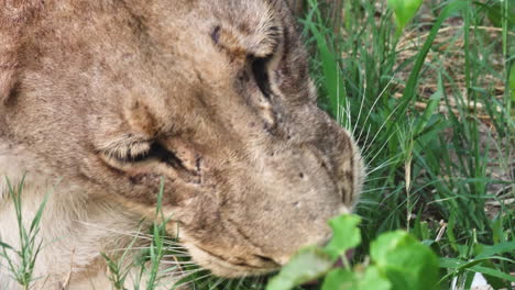 Lioness-With-One-Of-Its-Eyes-Blind-Eating-Grass-In-Savuti-Marsh,-Botswana---closeup-shot