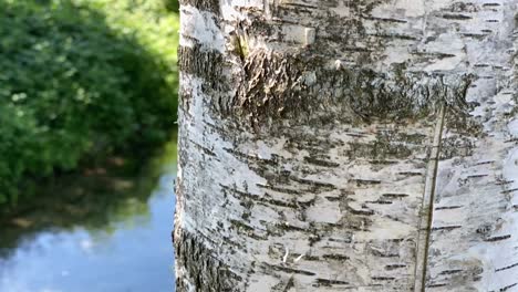 Slide-down-shot-of-birch-tree-trunk-in-nature-with-lake-in-background,close-up