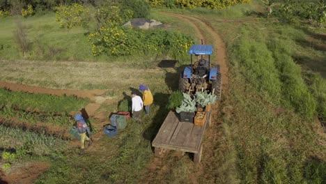 Organic-farm-workers-stacking-freshly-harvested-produce-on-a-tractor-trailer---aerial-view