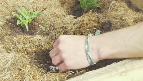 Transplanting-kale-into-vegetable-garden-mulched-with-hay