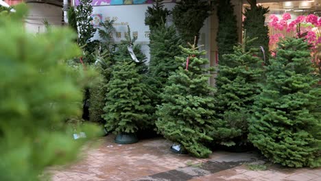 Shoppers-and-pedestrians-walk-past-a-row-of-Christmas-pine-trees-for-home-decoration-are-seen-for-sale-in-Hong-Kong