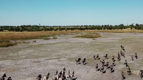 Aerial-Fly-Over-View-of-a-Large-Herd-Lechwe-Antelope,-Springbok-and-Zebras,-Herd-of-Cape-Buffalo-Grazing-and-Running-in-the-Okavango-Delta,-Botswana,-Africa