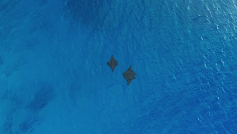 Ein-Wunderschönes-Paar-Mantarochen,-Das-In-Den-Blauen-Wellen-Der-Yasawa-Inseln-Schwimmt-–-Draufsicht