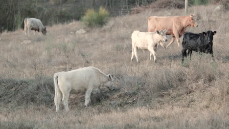 Cattle-Of-The-Alentejana-Breed-Grazing-In-A-Rural-Field-In-Alentejo,-Portalegre,-Portugal---Slow-Motion