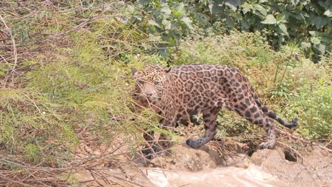 Jaguar-at-river-edge-looking-around,-water-waves