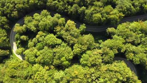 Aerial-top-shot-of-a-u-turn-curve-in-a-green-forest-with-cars-filmed-from-above-driving-down-the-road