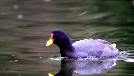 Close-up-shot-of-a-red-fronted-coot-swimming-on-a-pond
