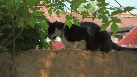 Black-and-white-cat-standing-on-a-wall,-enjoying-under-leaves-from-a-tree-and-laying-down