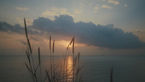 Pflanzensilhouetten-Mit-Sonnenuntergang-Und-Meerblick-Im-Hintergrund