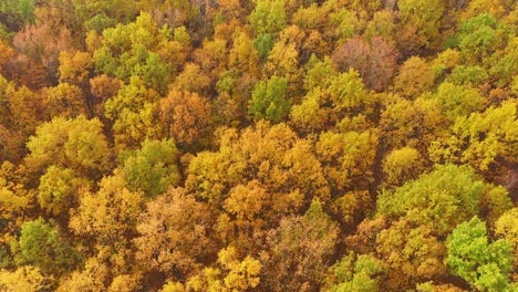 Vista-Aérea-De-Arriba-Hacia-Abajo-Del-Bosque-De-Otoño-Con-árboles-Verdes-Y-Amarillos