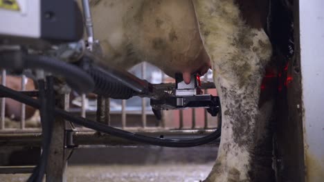 A-Milking-Cow-In-Process-Of-Being-Milked-By-A-Robotic-Machine---close-up,-static-shot