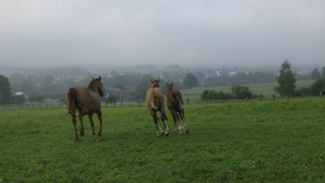 Mare-running-with-her-foals-on-pasture