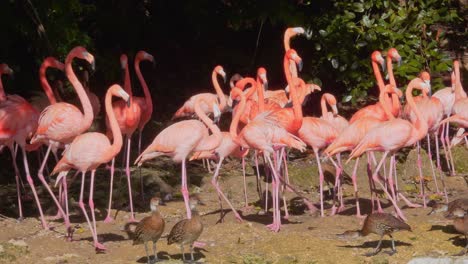 Close-shot-of-ducks-and-flamingos-together,-sunbathing