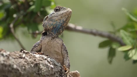 Blue-throated-Agama-Lizard-licks-food-morsel-off-sunny-tree-branch