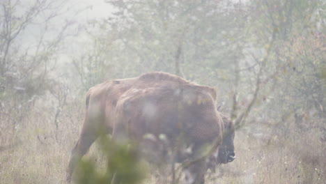 Europäische-Bison-Bonasus-Herde-Weidet-Auf-Einem-Feld-In-Dichtem-Nebel,-Tschechien