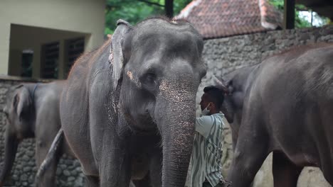 Yogyakarta,-Indonesia---23-De-Noviembre-De-2020:-Un-Elefante-En-Un-Santuario-De-Elefantes-O-Refugio-En-El-Zoológico-Gembira-Loka-Yogyakarta