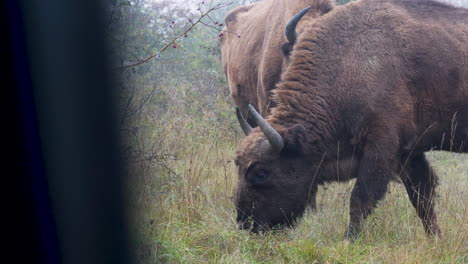 European-bison-bonasus-bulls-grazing-in-a-field,from-a-car,Czechia