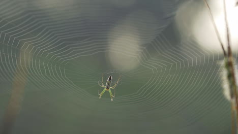 Spinne-Ruht-Auf-Ihrem-Netz-Mit-Bokeh-Hintergrund-Im-Wald