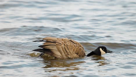 Beautiful-Canadian-goose-swimming-in-the-water-flips-itself-upside-down-to-clean-itself-while-splashing-in-the-river-water
