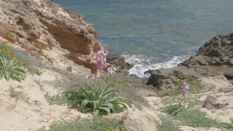 Cliff-at-Porto-dos-Frades-with-lilac-colored-flowers-in-foreground